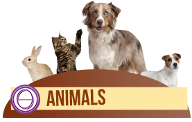 animal seminar